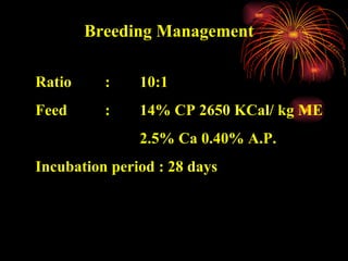 Breeding Management   Ratio  : 10:1 Feed : 14% CP 2650 KCal/ kg ME 2.5% Ca 0.40% A.P. Incubation period : 28 days  