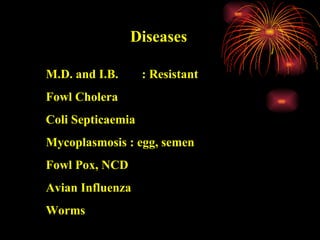 Diseases M.D. and I.B.  : Resistant  Fowl Cholera Coli Septicaemia  Mycoplasmosis : egg, semen Fowl Pox, NCD Avian Influenza  Worms 