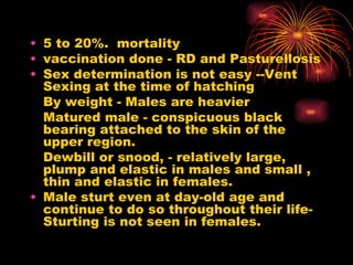 5 to 20%.  mortality vaccination done - RD and Pasturellosis  Sex determination is not easy --Vent Sexing at the time of hatching By weight - Males are heavier  Matured male - conspicuous black bearing attached to the skin of the upper region. Dewbill or snood, - relatively large, plump and elastic in males and small , thin and elastic in females. Male sturt even at day-old age and continue to do so throughout their life- Sturting is not seen in females. 