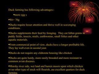 Duck farming has following advantages:-  more egg s  Wt= 70g Ducks require lesser attention and thrive well in scavenging conditions.  Ducks supplements their feed by foraging.  They eat fallen grains in paddy fields, insects, snails, earthworms, small fishes and other aquatic materials.  From commercial point of view, ducks have a longer profitable life. They lay well even in second year.  Ducks do not require any elaborate housing like chicken  Ducks are quite hardy, more easily brooded and more resistant to common avian diseases.  Marshy river side, wet land and barren moors upon which chicken or no other type of stock will flourish, are excellent quarters for duck farming.  