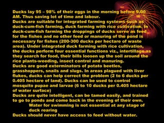 Ducks lay 95 – 98% of their eggs in the morning before 9.00 AM. Thus saving lot of time and labour.  Ducks are suitable for integrated farming systems such as duck-cum-fish farming, duck farming with rice cultivation. In duck-cum-fish farming the droppings of ducks serve as feed for the fishes and no other feed or manuring of the pond is necessary for fishes (200-300 ducks per hectare of waste area). Under integrated duck farming with rice cultivation, the ducks perform four essential functions viz., intertillage as they search for food, their bills loosen up the soil around the rice plants-weeding, insect control and manuring.  Ducks are good exterminators of potato beetles, grasshoppers, snails and slugs. In areas plagued with liver flukes, ducks can help correct the problem (2 to 6 ducks per 0.405 hectare of land). Ducks can be used to control mosquito pupae and larvae (6 to 10 ducks per 0.405 hectare of water surface)  Ducks are quite intelligent, can be tamed easily, and trained to go to ponds and come back in the evening of their own. Water for swimming is not essential at any stage of  duck rearing Ducks should never have access to feed without water. 