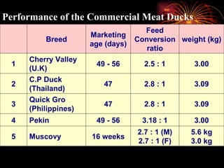 Performance of the Commercial Meat Ducks 5.6 kg 3.0 kg 2.7 : 1 (M) 2.7 : 1 (F) 16 weeks Muscovy 5 3.00 3.18 : 1 49 - 56 Pekin 4 3.09 2.8 : 1 47 Quick Gro (Philippines) 3 3.09 2.8 : 1 47 C.P Duck (Thailand) 2 3.00 2.5 : 1 49 - 56 Cherry Valley (U.K) 1 weight (kg) Feed Conversion ratio Marketing age (days) Breed   