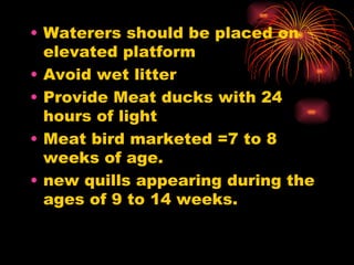 Waterers should be placed on elevated platform Avoid wet litter Provide Meat ducks with 24 hours of light Meat bird marketed =7 to 8 weeks of age.   new quills appearing during the ages of 9 to 14 weeks. 