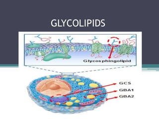                GLYCOLIPIDS 