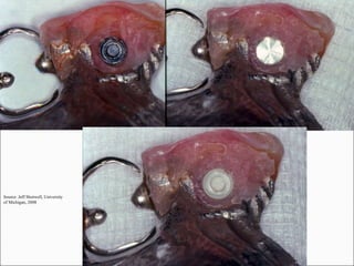 Source: Jeff Shotwell, University of Michigan, 2008 