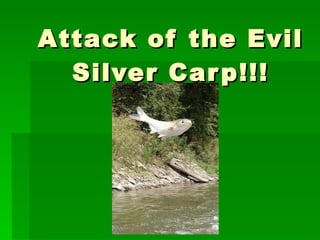 Attack of the Evil Silver Carp!!! 