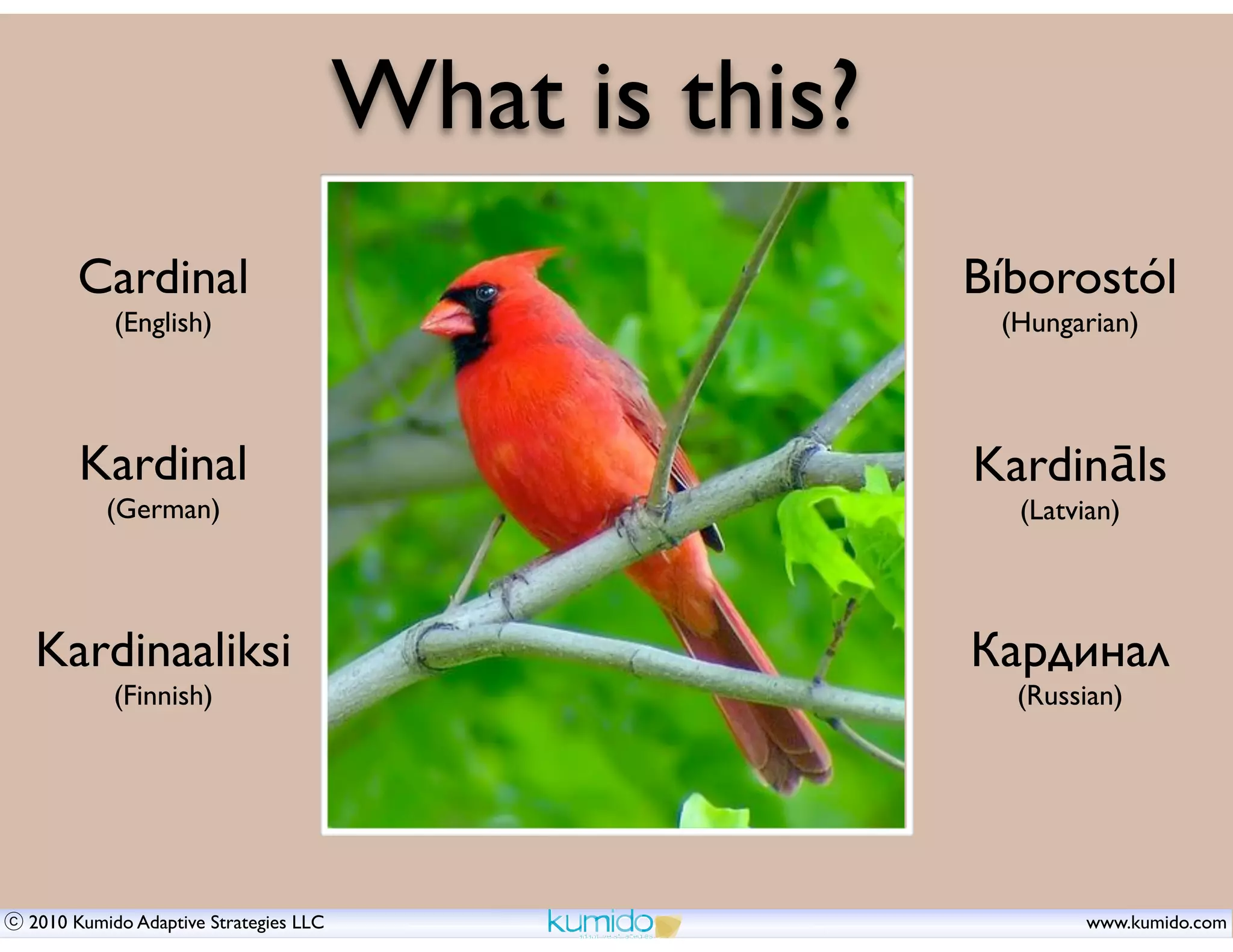 What is this?
     Cardinal                                         Bíborostól
          (English)                                    (Hungarian)




     Kardinal                                         Kardināls
         (German)                                       (Latvian)




Kardinaaliksi                                         Кардинал
          (Finnish)                                     (Russian)




2010 Kumido Adaptive Strategies LLC                          www.kumido.com
 