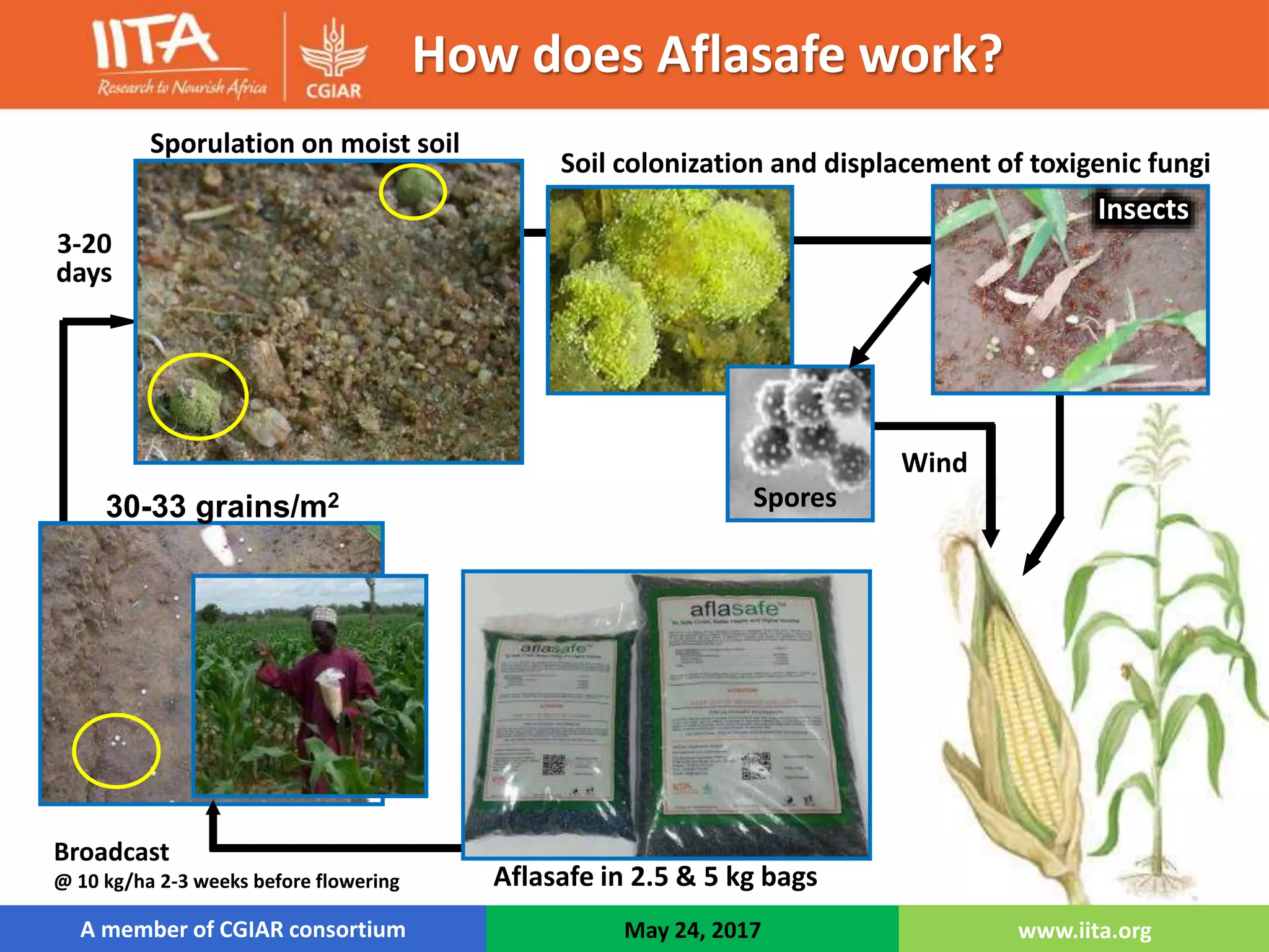 Spores
Aflasafe in 2.5 & 5 kg bags
Wind
Soil colonization and displacement of toxigenic fungi
Sporulation on moist soil
3-20
days
Insects
Broadcast
@ 10 kg/ha 2-3 weeks before flowering
30-33 grains/m2
How does Aflasafe work?
A member of CGIAR consortium May 24, 2017 www.iita.org
 