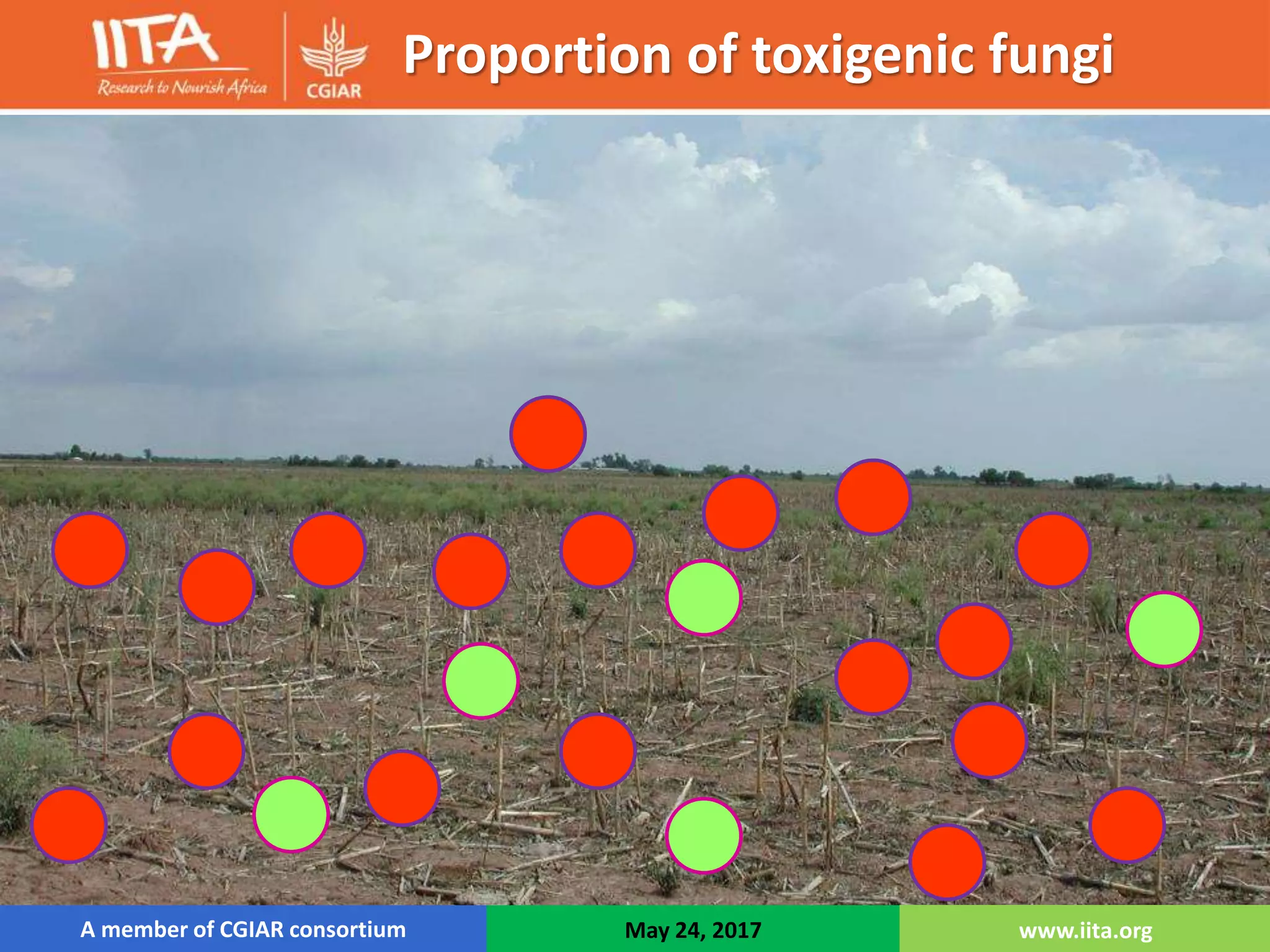 Proportion of toxigenic fungi
A member of CGIAR consortium May 24, 2017 www.iita.org
 