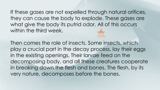 Putrid Insects Understanding Eternity and Life After Death in Paradise: A Spiritual ...