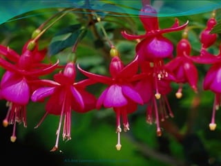 A.S.Arul Lawrence, U.S.P.College, Tenkasi   3
 