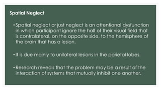 Spatial Neglect
• Spatial neglect or just neglect is an attentional dysfunction
in which participant ignore the half of their visual field that
is contralateral, on the opposite side, to the hemisphere of
the brain that has a lesion.
• It is due mainly to unilateral lesions in the parietal lobes.
• Research reveals that the problem may be a result of the
interaction of systems that mutually inhibit one another.
 
