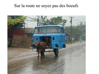 Sur la route ne soyez pas des boeufs 