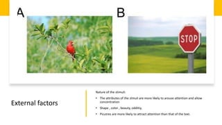 External factors
Nature of the stimuli:
• The attributes of the stmuli are more likely to arouse attention and allow
concentration
• Shape , color , beauty, odditiy,
• Picutres are more likely to attract attention than that of the text.
 