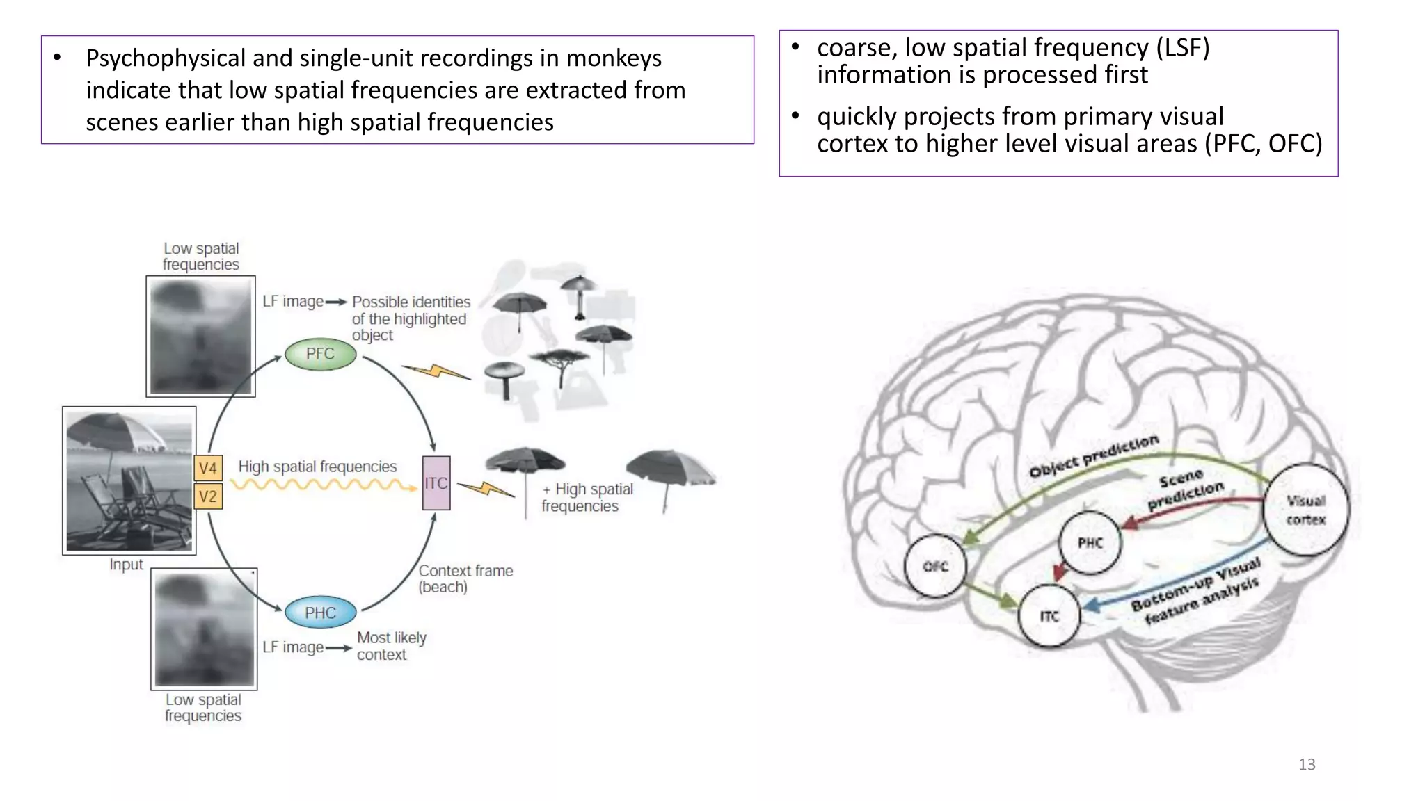 • coarse, low spatial frequency (LSF)
information is processed first
• quickly projects from primary visual
cortex to higher level visual areas (PFC, OFC)
• Psychophysical and single-unit recordings in monkeys
indicate that low spatial frequencies are extracted from
scenes earlier than high spatial frequencies
13
 