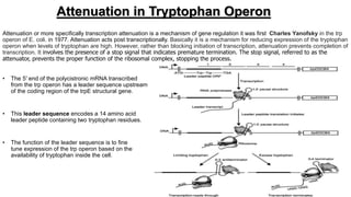 Attenuation in Tryptophan Operon
Attenuation or more specifically transcription attenuation is a mechanism of gene regulation it was first Charles Yanofsky in the trp
operon of E. coli. in 1977. Attenuation acts post transcriptionally. Basically it is a mechanism for reducing expression of the tryptophan
operon when levels of tryptophan are high. However, rather than blocking initiation of transcription, attenuation prevents completion of
transcription. It involves the presence of a stop signal that indicates premature termination. The stop signal, referred to as the
attenuator, prevents the proper function of the ribosomal complex, stopping the process.
• The 5′ end of the polycistronic mRNA transcribed
from the trp operon has a leader sequence upstream
of the coding region of the trpE structural gene.
• This leader sequence encodes a 14 amino acid
leader peptide containing two tryptophan residues.
• The function of the leader sequence is to fine
tune expression of the trp operon based on the
availability of tryptophan inside the cell.
 