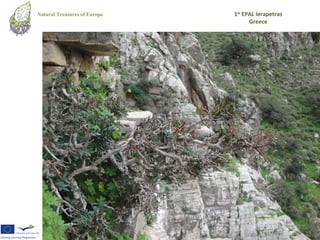 Natural Treasures of Europe   1st EPAL Ierapetras
                                    Greece
 
