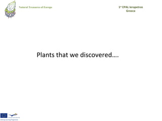 Natural Treasures of Europe             1st EPAL Ierapetras
                                              Greece




              Plants that we discovered….
 