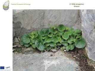 Natural Treasures of Europe   1st EPAL Ierapetras
                                    Greece
 