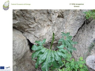 Natural Treasures of Europe   1st EPAL Ierapetras
                                    Greece
 