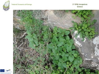 Natural Treasures of Europe   1st EPAL Ierapetras
                                    Greece
 