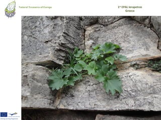 Natural Treasures of Europe   1st EPAL Ierapetras
                                    Greece
 