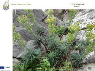Natural Treasures of Europe   1st EPAL Ierapetras
                                    Greece
 