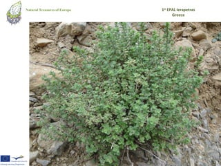 Natural Treasures of Europe   1st EPAL Ierapetras
                                    Greece
 