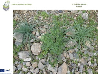 Natural Treasures of Europe   1st EPAL Ierapetras
                                    Greece
 