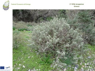 Natural Treasures of Europe   1st EPAL Ierapetras
                                    Greece
 