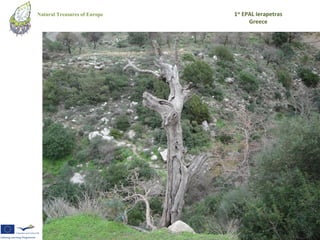 Natural Treasures of Europe   1st EPAL Ierapetras
                                    Greece
 