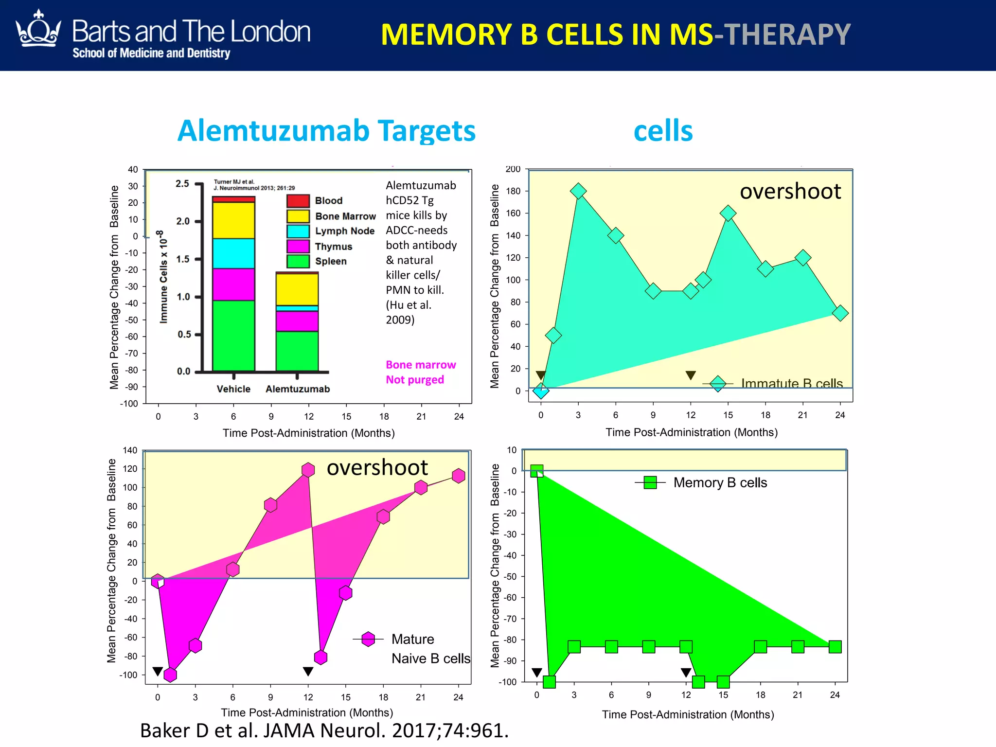 Time Post-Administration (Months)
0 3 6 9 12 15 18 21 24
MeanPercentageChangefromBaseline
-100
-90
-80
-70
-60
-50
-40
-30
-20
-10
0
10
20
30
40
Time Post-Administration (Months)
0 3 6 9 12 15 18 21 24
MeanPercentageChangefromBaseline
0
20
40
60
80
100
120
140
160
180
200
Immatute B cellsCD19 B cells
Time Post-Administration (Months)
0 3 6 9 12 15 18 21 24
MeanPercentageChangefromBaseline
-100
-80
-60
-40
-20
0
20
40
60
80
100
120
140
Mature
Naive B cells
Time Post-Administration (Months)
0 3 6 9 12 15 18 21 24
MeanPercentageChangefromBaseline
-100
-90
-80
-70
-60
-50
-40
-30
-20
-10
0
10
Memory B cells
Alemtuzumab Targets memory B cells
overshoot
overshoot
MEMORY B CELLS IN MS-THERAPY
Baker D et al. JAMA Neurol. 2017;74:961.
Alemtuzumab
hCD52 Tg
mice kills by
ADCC-needs
both antibody
& natural
killer cells/
PMN to kill.
(Hu et al.
2009)
Bone marrow
Not purged
Environment for Secondary B cell Autoimmunities (about 50% at 5 Years)
 