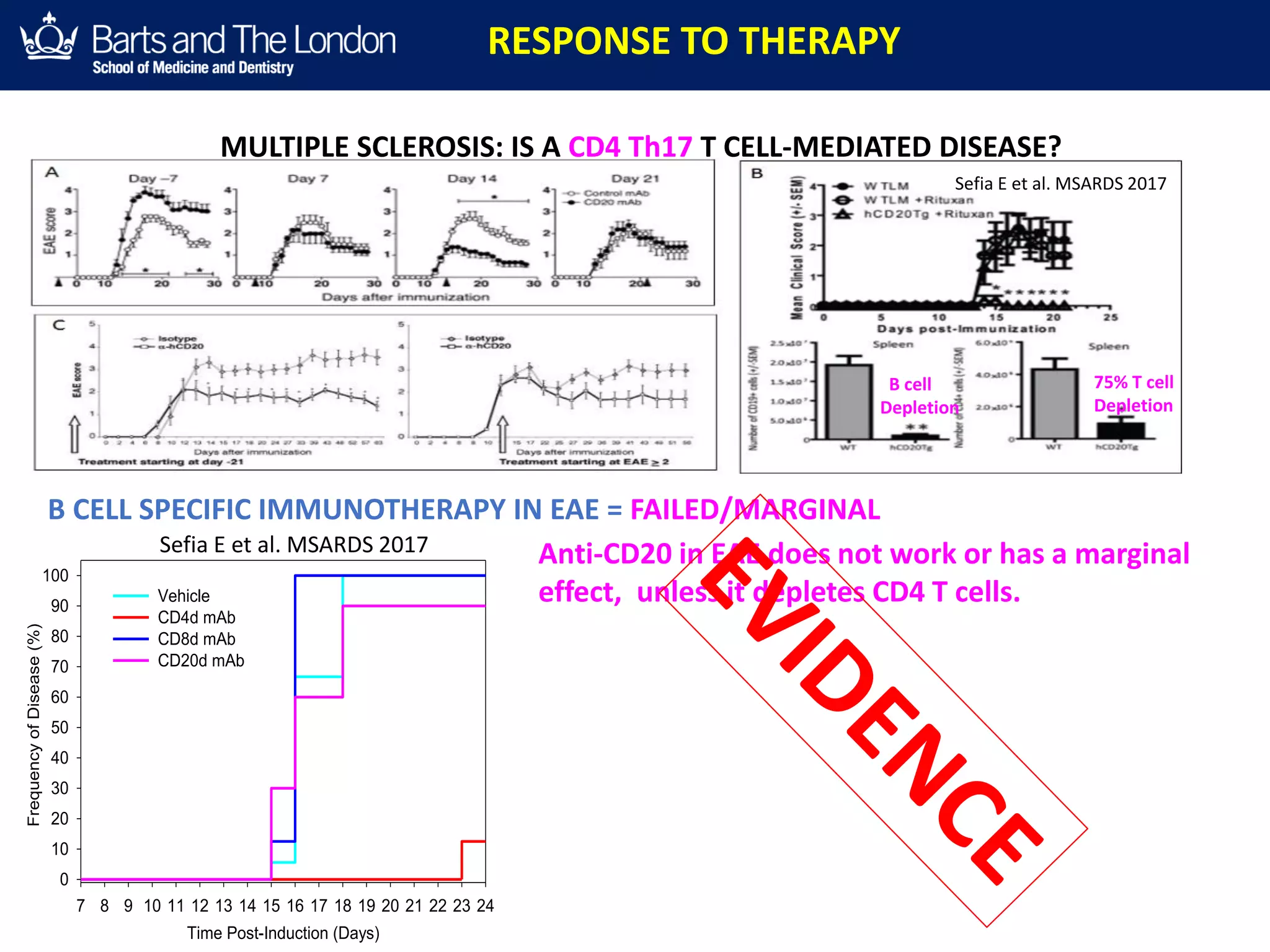 T CELL SPECIFIC IMMUNOTHERAPY IN MS = FAILED
• CD4 T CELL (~70%) DEPLETION WITH cM-T412 MARGINAL EFFECT- PERCEPTION = FAILED
• Th1 (IL-12/IL-23) T CELL INHIBITION WITH USTEKINUMAB-PERCEPTION = FAILED
• Th17 (IL-17) T CELL INHIBITION WITH SECUKINUMAB MARGINAL EFFECT-PERCEPTION = FAILED
UCL-INSTITUTE OF NEUROLOGY
Queen Square
UCL-INSTITUTE OF NEUROLOGY
Queen Square
UCL-INSTITUTE OF NEUROLOGY
Queen Square
MULTIPLE SCLEROSIS: IS A CD4 Th17 T CELL-MEDIATED DISEASE?
Time Post-Induction (Days)
7 8 9 10 11 12 13 14 15 16 17 18 19 20 21 22 23 24
FrequencyofDisease(%)
0
10
20
30
40
50
60
70
80
90
100
Vehicle
CD4d mAb
CD8d mAb
CD20d mAb
Anti-CD20 in EAE does not work or has a marginal
effect, unless it depletes CD4 T cells.
RESPONSE TO THERAPY
B CELL SPECIFIC IMMUNOTHERAPY IN EAE = FAILED/MARGINAL
75% T cell
Depletion
Sefia E et al. MSARDS 2017
Sefia E et al. MSARDS 2017
B cell
Depletion
 