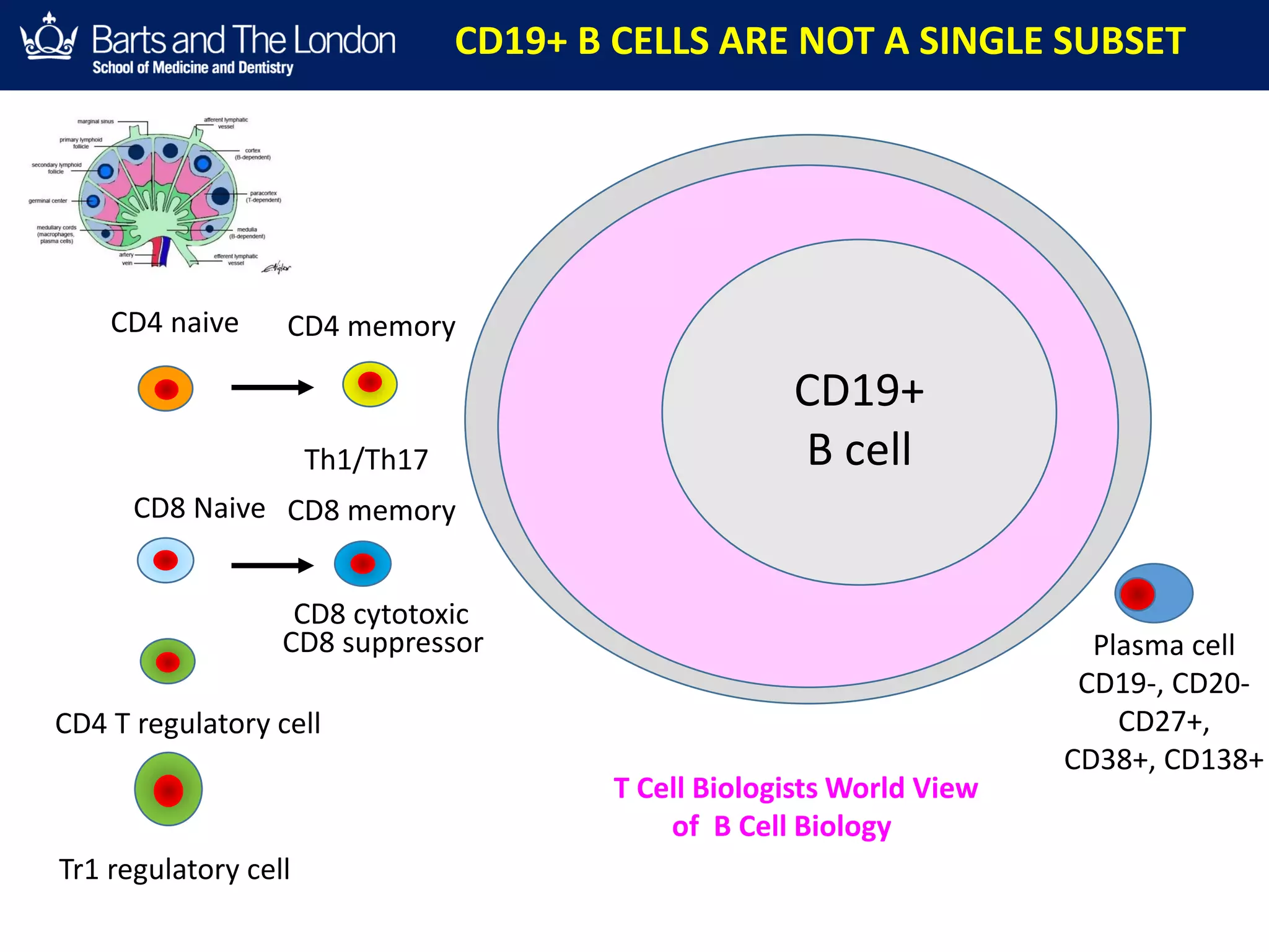 Plasma cell
CD19-, CD20-
CD27+,
CD38+, CD138+
CD8 memory
CD19+ B CELLS ARE NOT A SINGLE SUBSET
CD4 naive CD4 memory
Th1/Th17
CD8 Naive
CD8 cytotoxic
CD8 suppressor
CD4 T regulatory cell
Tr1 regulatory cell
CD19+
B cell
T Cell Biologists World View
of B Cell Biology
 