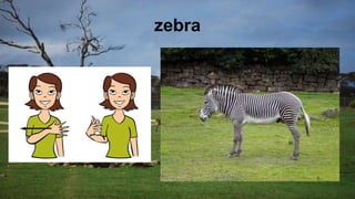 zebra
 