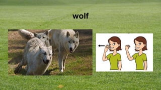 wolf
 