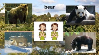 bear
 