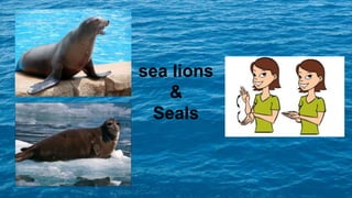 sea lions
&
Seals
 