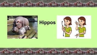Hippos
 