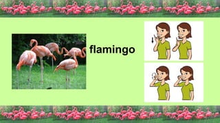 flamingo
 