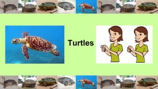 Turtles
 