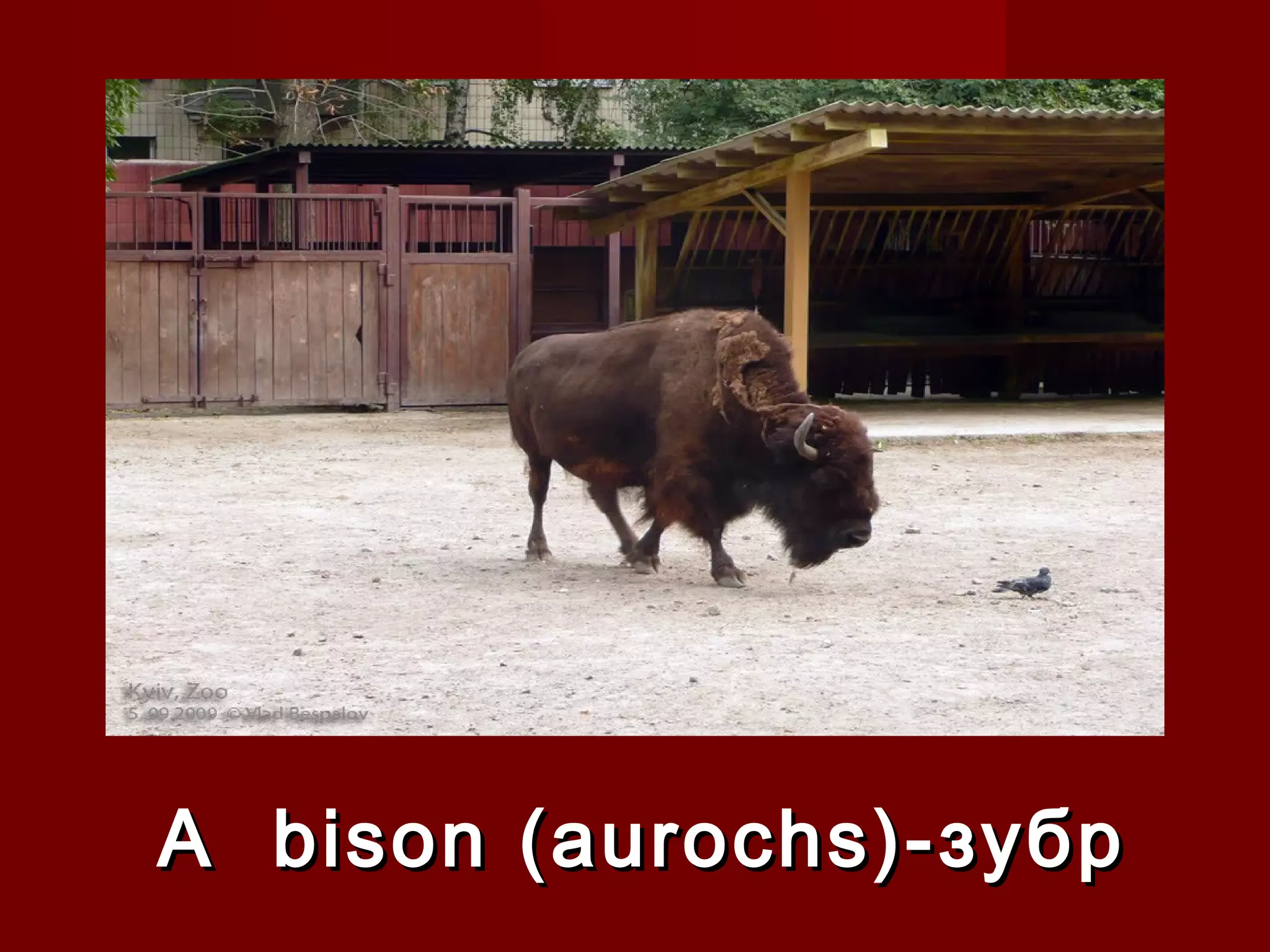 A bison (aurochs)-A bison (aurochs)- зубрзубр
 