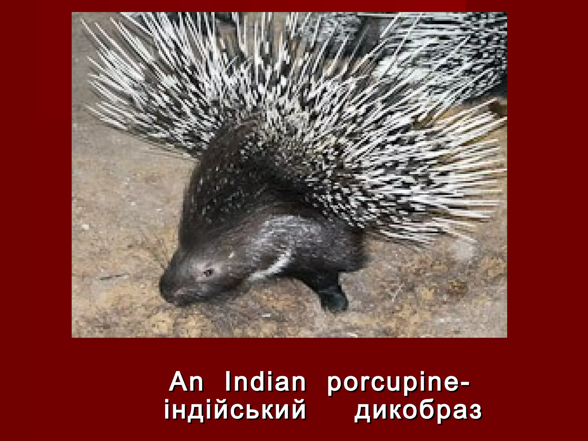 An Indian porcupine-An Indian porcupine-
індійський дикобразіндійський дикобраз
 