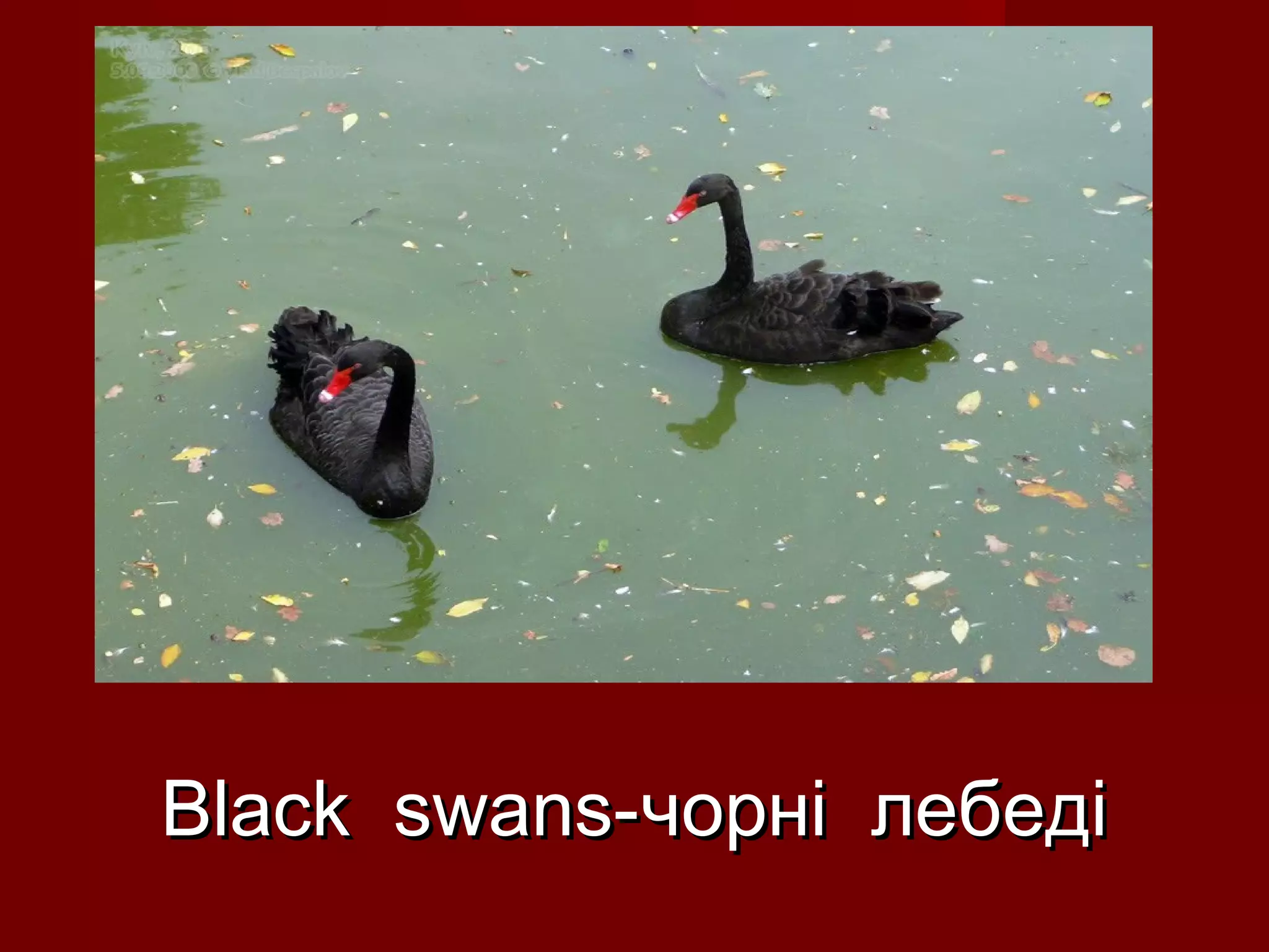 Black swans-Black swans-чорні лебедічорні лебеді
 