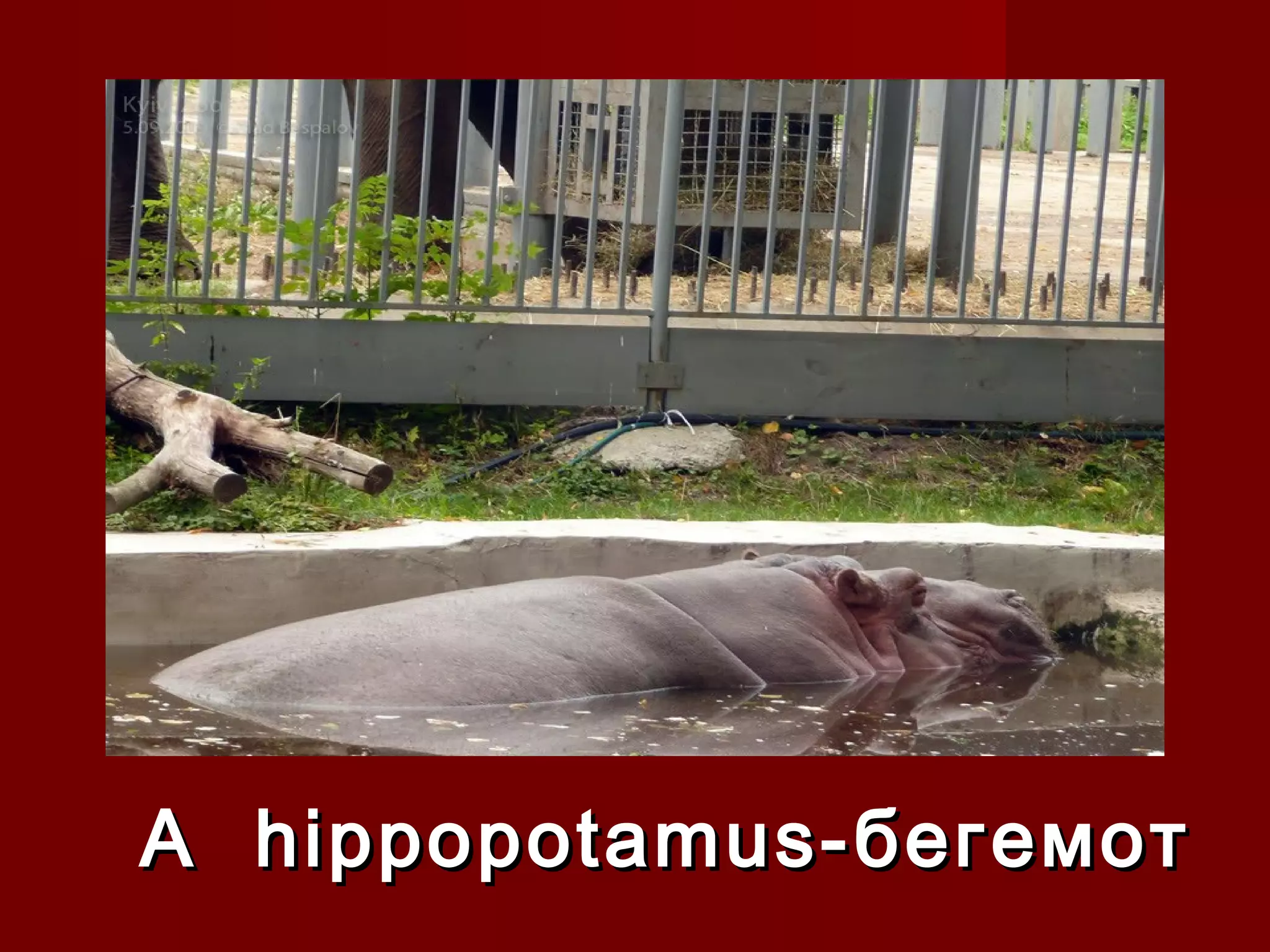 A hippopotamus-A hippopotamus- бегемотбегемот
 