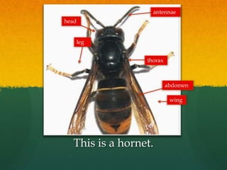 This is a hornet.
leg
wing
abdomen
antennae
head
thorax
 