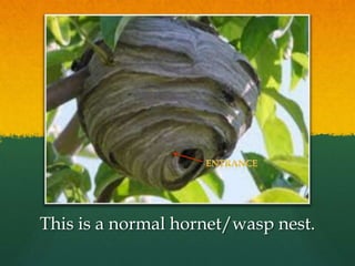 This is a normal hornet/wasp nest.
 