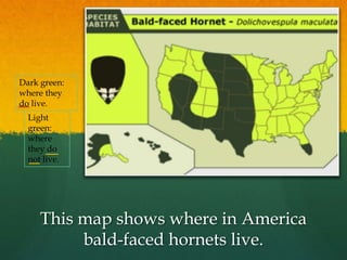 This map shows where in America
bald-faced hornets live.
Dark green:
where they
do live.
Light
green:
where
they do
not live.
 