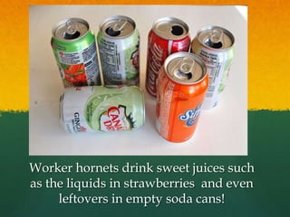 Worker hornets drink sweet juices such
as the liquids in strawberries and even
leftovers in empty soda cans!
 