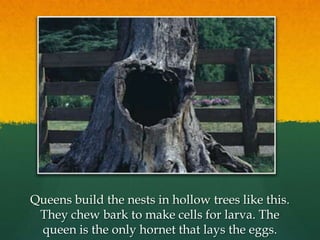 Queens build the nests in hollow trees like this.
They chew bark to make cells for larva. The
queen is the only hornet that lays the eggs.
 